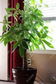 We did not find results for: A Money Tree Plant Pachira Aquatica House Plant Getting Light By The Window Stock Photo Picture And Royalty Free Image Image 21576038
