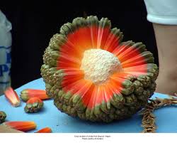 Largest selection in us of tropical fruit seeds. Usa Hala The Unknown Tropical Fruit That Looks Like A Pokemon Tfnet International Tropical Fruits Network