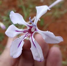 Image result for Afrosolen coeruleus