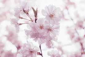 Maybe you would like to learn more about one of these? 5402468 4393x2929 Blossom Cherry Pink Flower Pink Background Bokeh Macro Free Images Petal Flower Pink Blossom Sakura Blooming Cherry Blossom Tree Bloom Mocah Hd Wallpapers