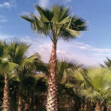 Planted in 2004 and covered with a tarp each winter, this palm keep growing and growing. Palmiye 4m Govde Palmiye Agaclari Beste Peyzaj Mimarligi