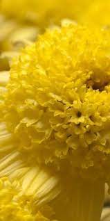 Pin De Lia Scheurwater En Sunny Yellow Amarillo Color Amarillo Rosas Amarillas
