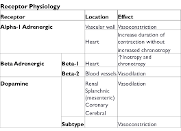 Adrenergic Receptor Physiology The Unofficial University