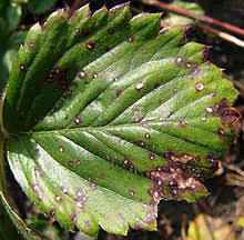 Once introduced into a garden, the fungus is spread predominantly by splashing water from rain or sprinklers used for watering. Common Spot Of Strawberry Wikipedia