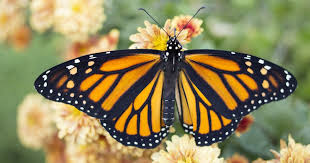 Additionally, if you're unfamiliar with drawing insects, or if you're looking to make a realistic drawing of the butterfly's anatomy, consider referencing a diagram. Learn How To Draw A Monarch Butterfly In Five Easy Steps