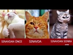 Sosyal Medyayi Kasip Kavuran En Komik Kedi Capsleri Youtube Komik Hayvan Alintilari Komik Kediler Komik