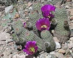 Many desert cacti bloom in response to a cool, dry, dormant period. Cactus And Cactus Flowers Photos From Phoenix Arizona Cactus Flower Desert Flowers Cactus Flowers
