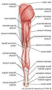To hamstring someone is to cripple them. Labeled Muscles Of Lower Leg Yahoo Image Search Results Leg Muscles Diagram Muscle Diagram Anatomy Organs