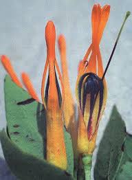 Image result for Tapinanthus dependens