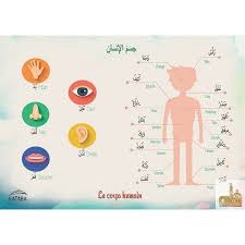 Affiche Corps Humain Apprendre L Arabe Corps Humain Coran Enfant