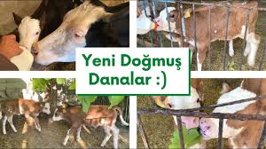 Yeni Dogmus Danalar Biberonla Sut Iciyor Mucize 2020 Biberon Ayi