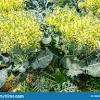 In fact, you can grow varieties of ornamental cabbage. Https Encrypted Tbn0 Gstatic Com Images Q Tbn And9gcrwpgq5rh2wp8wpl4akae Mrfqe4jxrovu D4njfnalbz27gszq Usqp Cau