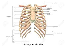 Your rib cage plays three important roles within your musculoskeletal system:: Human Skeleton System Rib Cage Anatomy Anterior View Stock Photo Picture And Royalty Free Image Image 92995434