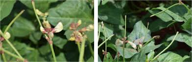 Image result for Vigna reticulata