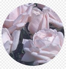 Check spelling or type a new query. Roses Soft Aesthetic Png Overlay Filler Pastel Roses Clipart 1924186 Pikpng