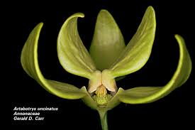 Image result for Annonaceae