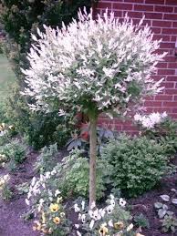 Ein Zierstammchen Mit Buschiger Krone Und Weissbuntem Laub Welches Nach Dem Neuen Austrieb Mit Einem Rosafarbenen Schimmer Uberzogen Ist Plants Flowers Salix