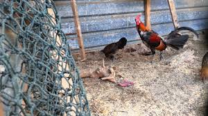 Suara ayam hutan sanggup dipakai sebagai pikatan, lantaran memang binatang ini mempunyai bunyi yang bagus. Induk Induk Ayam Hutan Original Warisan By Warisan Ayam Hutan Original