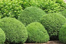 Outdoor palms, trees, shrubs and groundcovers. Zone 7 Evergreen Shrubs Choosing Evergreen Shrubs For Zone 7 Gardens