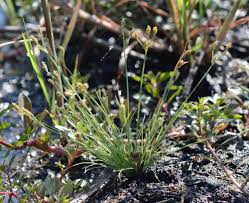 Image result for Bulbostylis hispidula