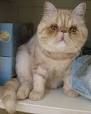 Exotic Shorthair For Sale - Hoobly Classifieds