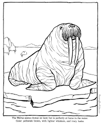 Walrus Coloring Sheets To Color Zoo Animal Coloring Pages Zoo Coloring Pages Animal Coloring Pages