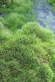 Image result for Eleocharis retroflexa