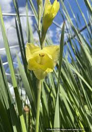 Image result for Gladiolus dalenii