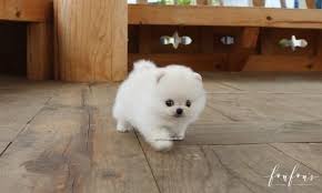 Check spelling or type a new query. Miniature Pomeranian Puppies For Sale London Pets Lovers