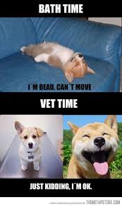 Yep This Is Keyla Funny Dog Memes Cute Puppies Dog Memes