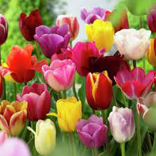 In the shop, you are offered a huge amount of goods for home repair and garden. Pin On Lovely Tulips
