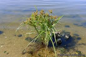 Image result for Cyperus obtusiflorus