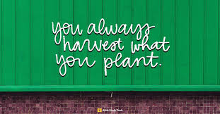 You reap what you sow. You Reap What You Sow Galatians 6 7 8 Your Daily Bible Verse January 7 Daily Devotional