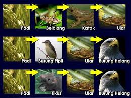 Makanan yang punya tekstur halus dan lunak di dalam namun renyah di luar ini bisa disantap sebagai camilan atau dijadikan campuran mie ayam. Sains Tahun 5 Rantai Makanan Youtube