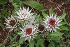 Image result for Macledium