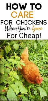 What To Do With Chickens When On Vacation Chickens Backyard Best Egg Laying Chickens Raising Backyard Chickens