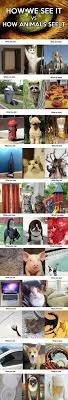 How We See Animals Vs How Animals See Us Cute Animals Dogs Cat Cats Adorable Jokes Dog Puppy Animal Pets Lol Humo Animal Jokes Funny Animals Cute Funny Animals