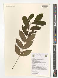 Image result for Ekebergia