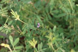 Image result for Tephrosia linearis