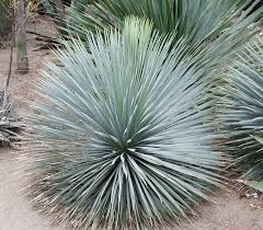 Image result for Yucca