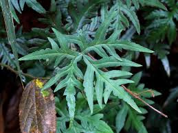 Image result for Doryopteris