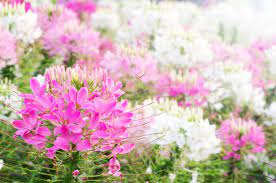 Our flower arrangements are a gift of living color, fresh from the fields, where summer find all these bright blooms and more in our inventory of summer flower bouquets. 45 Best Summer Flowers Beautiful Flowers That Bloom All Summer
