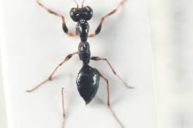 Image result for Gonatopus