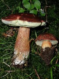 Image result for Boletus badius