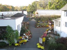 Support your mental health and wellbeing throughout spring by greening up your indoor space, sowing seeds and gardening. Gilbertie S Herbs And Garden Center Organic Herb And Vegetable Plants