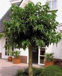 Seringat des jardins pot de litres existe en déclinaisons. Arbres Arbustes Achat Ventes D Arbustes D Ornement A Planter Au Jardin