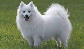 japanese spitz japanese spitz russian dogs different dogs