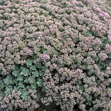 Image result for Sedum ruwenzoriense