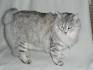 Kurilian Bobtail Cat Breed Information - GoKitty