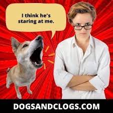 11 Reasons Why Your Dog Barks When You Stare At It 3 Tips